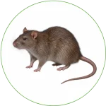 Rat brun illustrant une intervention de dératisation