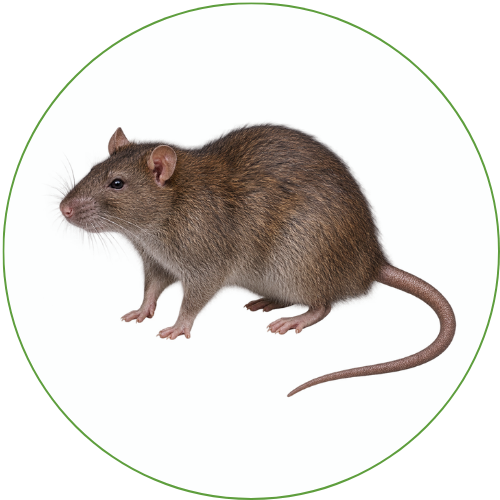 Rat brun illustrant une intervention de dératisation
